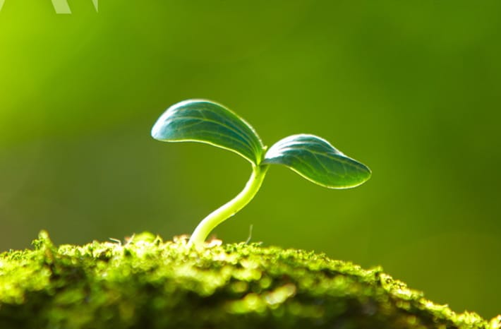 Th&agrave;nh phần kh&ocirc;ng c&oacute; chất g&acirc;y hại** v&agrave; chất phụ gia***, an to&agrave;n cho da b&eacute;